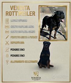 Rottweiler