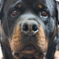 Rottweiler disponibile per monta