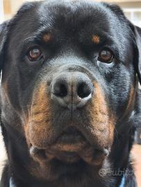 Rottweiler disponibile per monta