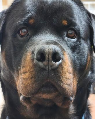 Rottweiler disponibile per monta