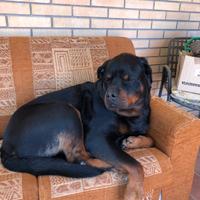 Rottweiler per monta