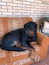 Rottweiler per monta