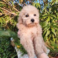 Cucciola di Barboncino TOY