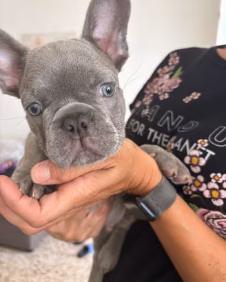 Bulldog francese