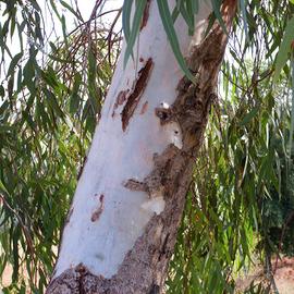 🌳 Pianta di Eucalipto Rosso – Foglie e Legno 🌿