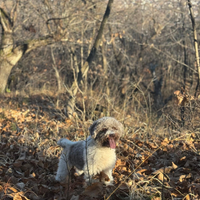 Maschio di Lagotto per monta