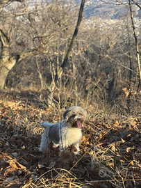 Maschio di Lagotto per monta