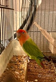 Inseparabile femmina riproduttiva