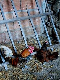 Sebright coppia galline