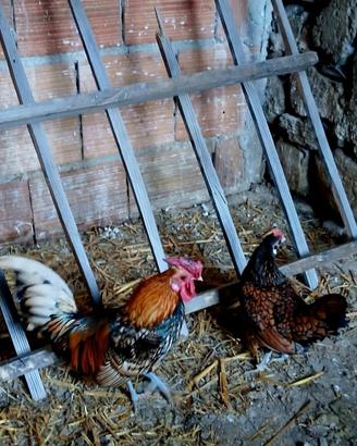 Sebright coppia galline
