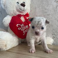 Chihuahua toy lilac merle maschio occhi azzurri