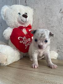 Chihuahua toy lilac merle maschio occhi azzurri