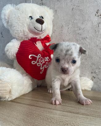 Chihuahua toy lilac merle maschio occhi azzurri