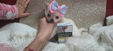 Chihuahua Toy a pelo lungo
