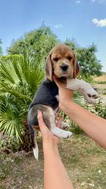 Cuccioli di beagle disponibili a 2 mesi