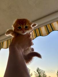 Gatto meticcio Scottish Fold