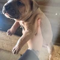Disponibili due bellissime cucciole