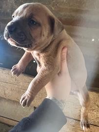 Disponibili due bellissime cucciole