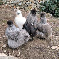 Moroseta e Cocincina nano