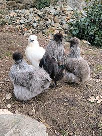 Moroseta e Cocincina nano