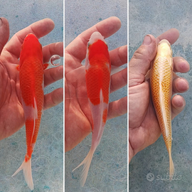 Carpe koi - kohaku e yamabuki - 13/15 cm circa