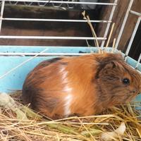 Porcellini d'india in adozione gratuita