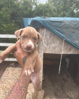 Cuccioli di Pitbull