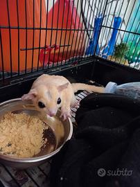 Petauro dello zucchero maschio