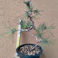 Bonsai pino silvestre