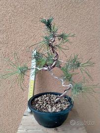 Bonsai pino silvestre