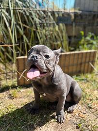 Bulldog francese blu