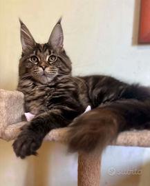 Cuccioli maine coon