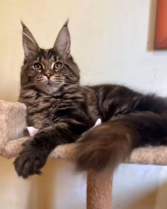 Cuccioli maine coon