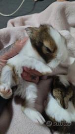 Cucciolo di coniglio angora testa di leone