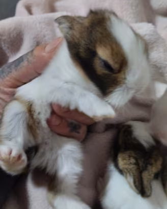 Cucciolo di coniglio angora testa di leone