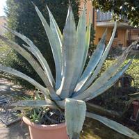 agave grande dimensione