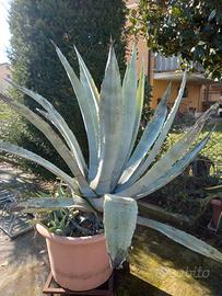 agave grande dimensione