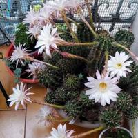 Pianta Echinopsis Rubiflora 