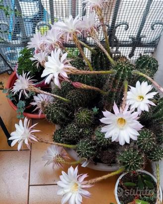 Pianta Echinopsis Rubiflora 