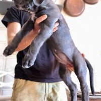 Cuccioli purissimi di Cane Corso.-