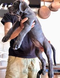 Cuccioli purissimi di Cane Corso.-