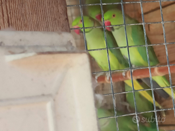 Coppia pappagallo parrocchetto