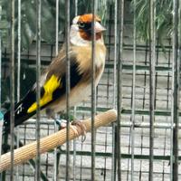 Coppia di cardellini