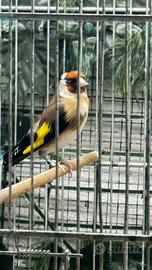 Coppia di cardellini