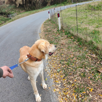 Pastore Asia centrale per monte
