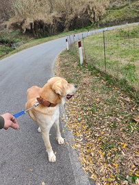 Pastore Asia centrale per monte