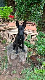 Cuccioli di pastore olandese