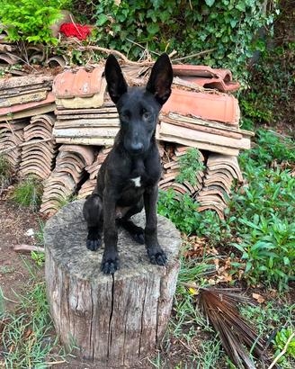 Cuccioli di pastore olandese