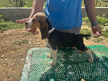 Beagle cuccioli