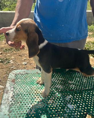 Beagle cuccioli